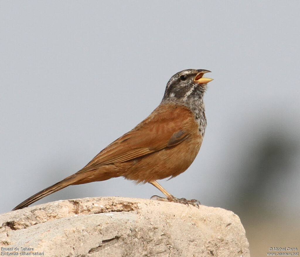 House Bunting male adult breeding, song