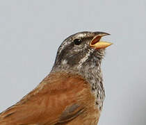 House Bunting