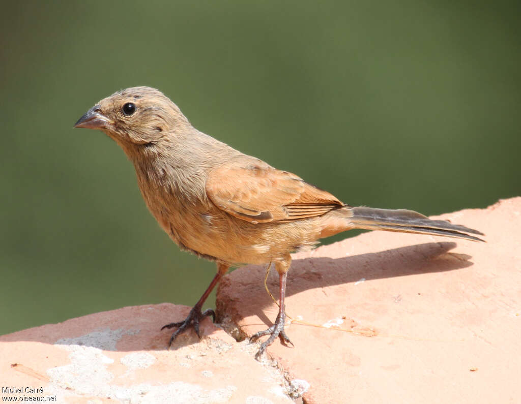 Bruant du Sahara1ère année, identification