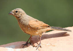 House Bunting