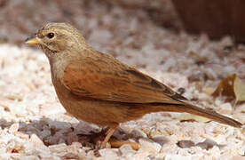 House Bunting