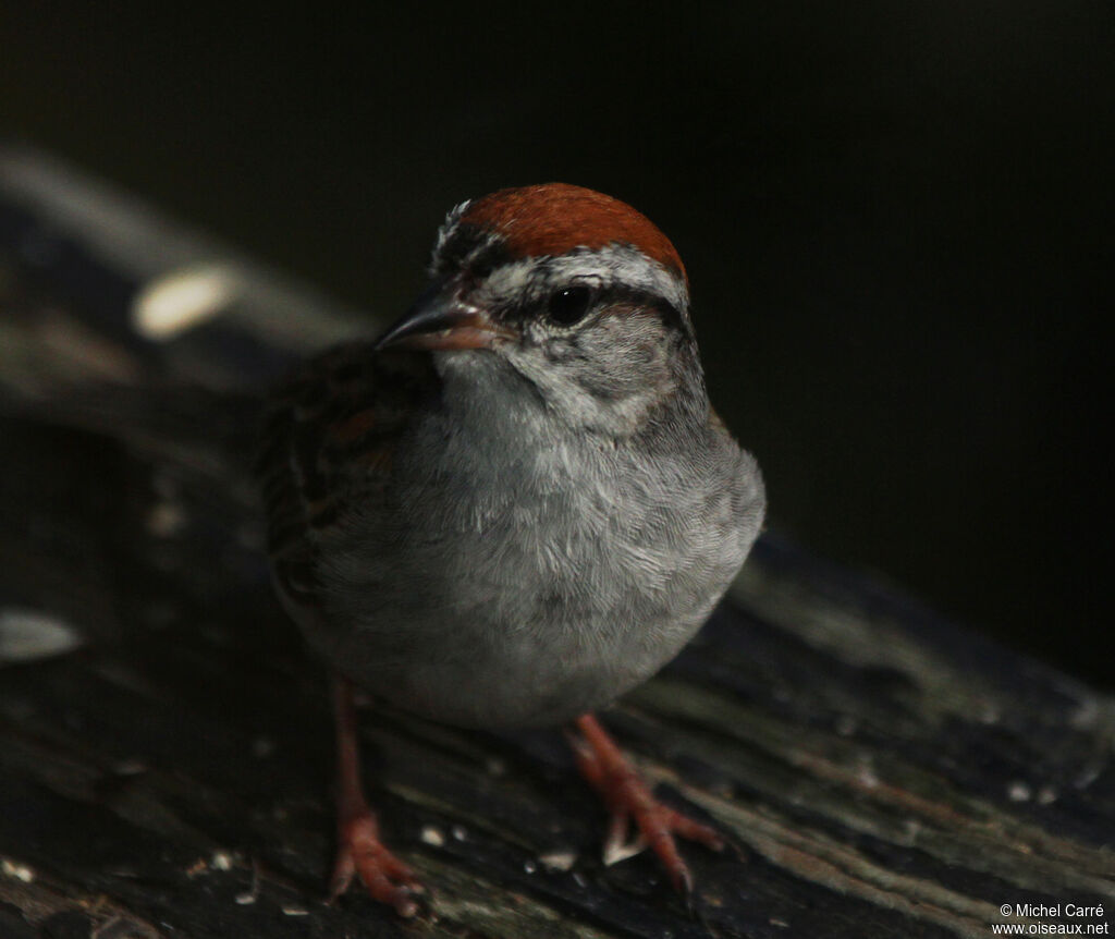 Chipping Sparrow