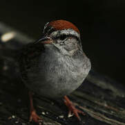 Chipping Sparrow