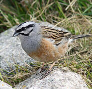 Rock Bunting