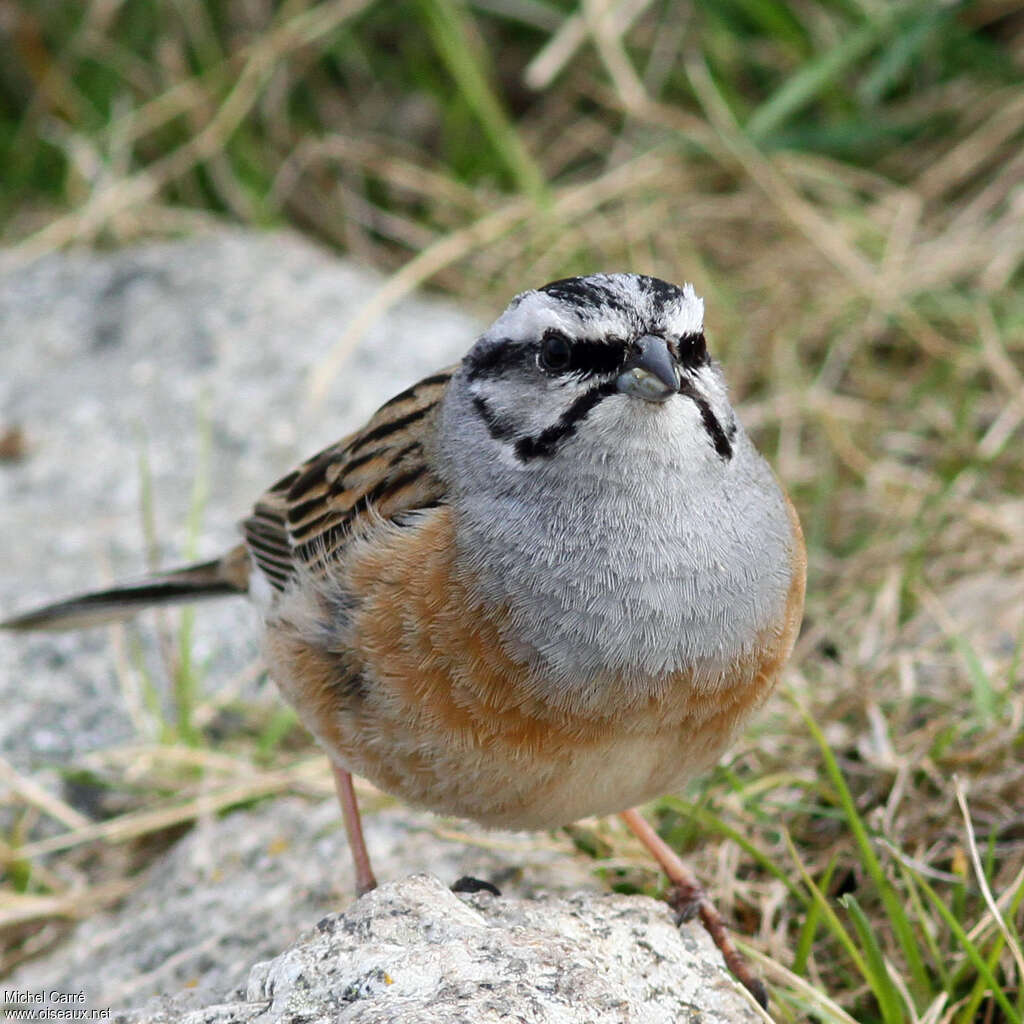 Rock Bunting male adult breeding, close-up portrait