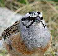 Rock Bunting