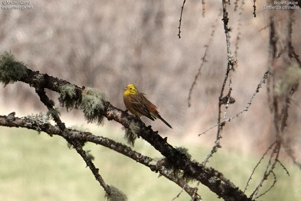 Yellowhammer male adult breeding