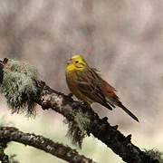 Yellowhammer