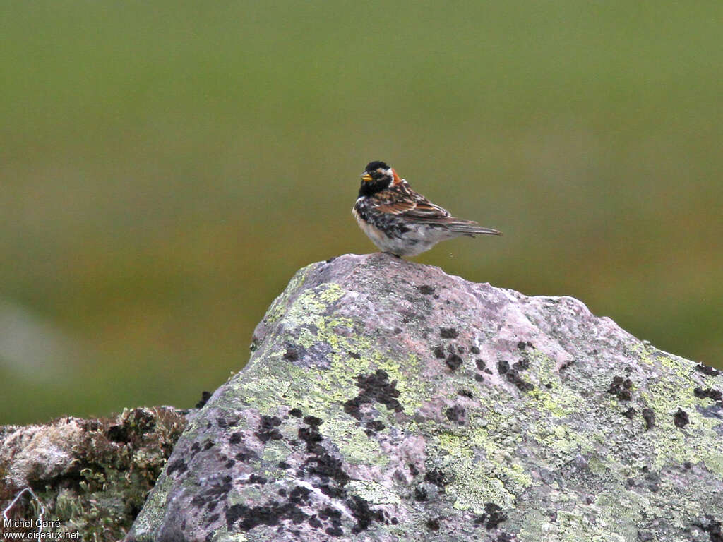 Bruant lapon mâle adulte nuptial, habitat, pigmentation