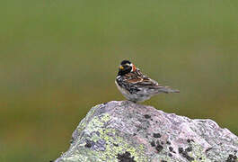 Lapland Longspur