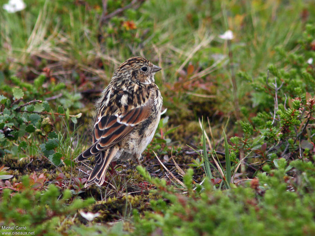 Lapland Longspurjuvenile