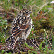 Lapland Longspur