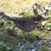 Little Bunting