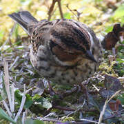 Little Bunting