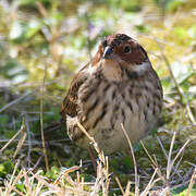 Little Bunting