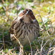 Little Bunting