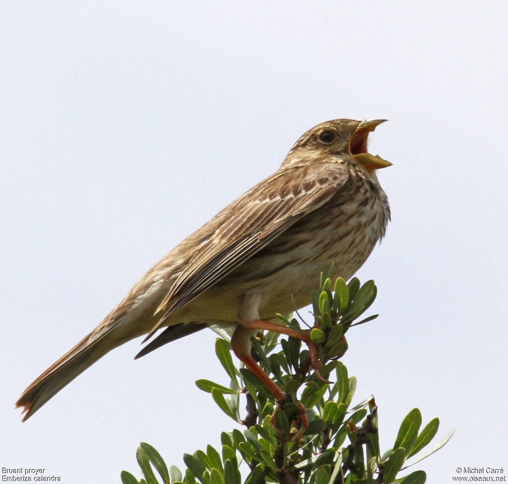 Corn Bunting male adult, song