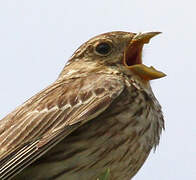 Corn Bunting