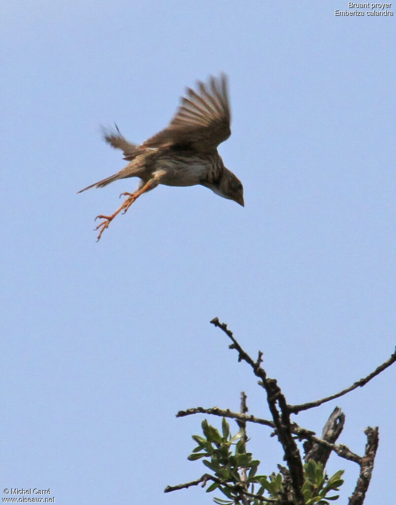 Corn Bunting, Flight