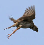 Corn Bunting