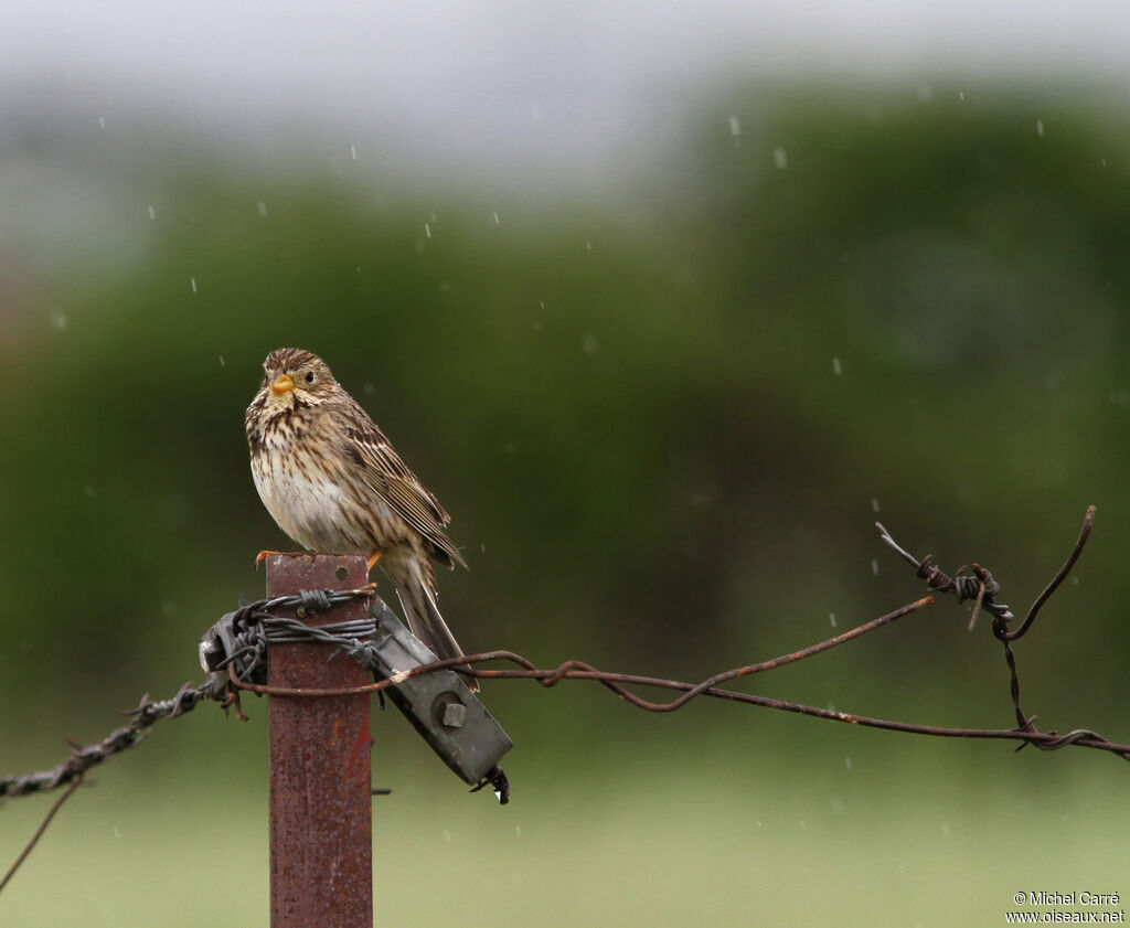 Corn Bunting