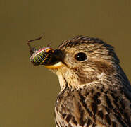 Corn Bunting