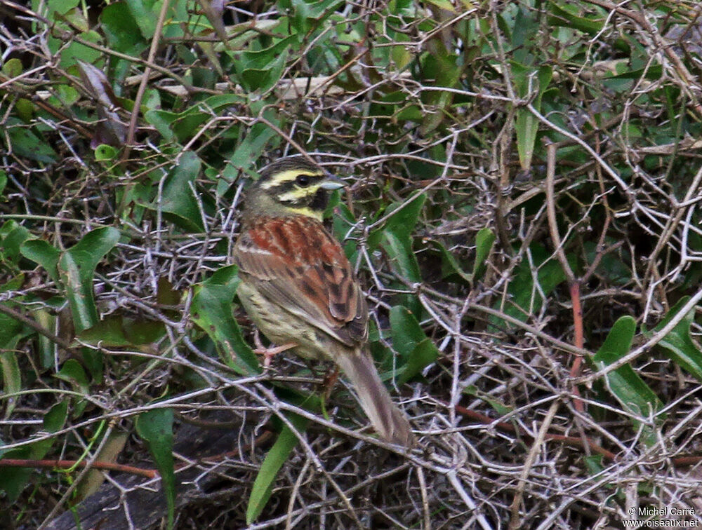 Cirl Bunting male adult breeding