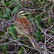 Cirl Bunting