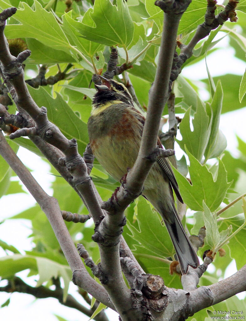 Cirl Bunting male adult breeding, song