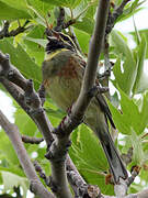 Cirl Bunting