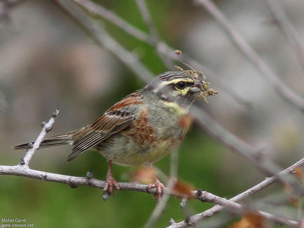 Cirl Bunting male adult breeding, Reproduction-nesting