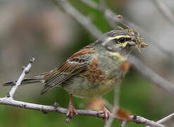 Cirl Bunting