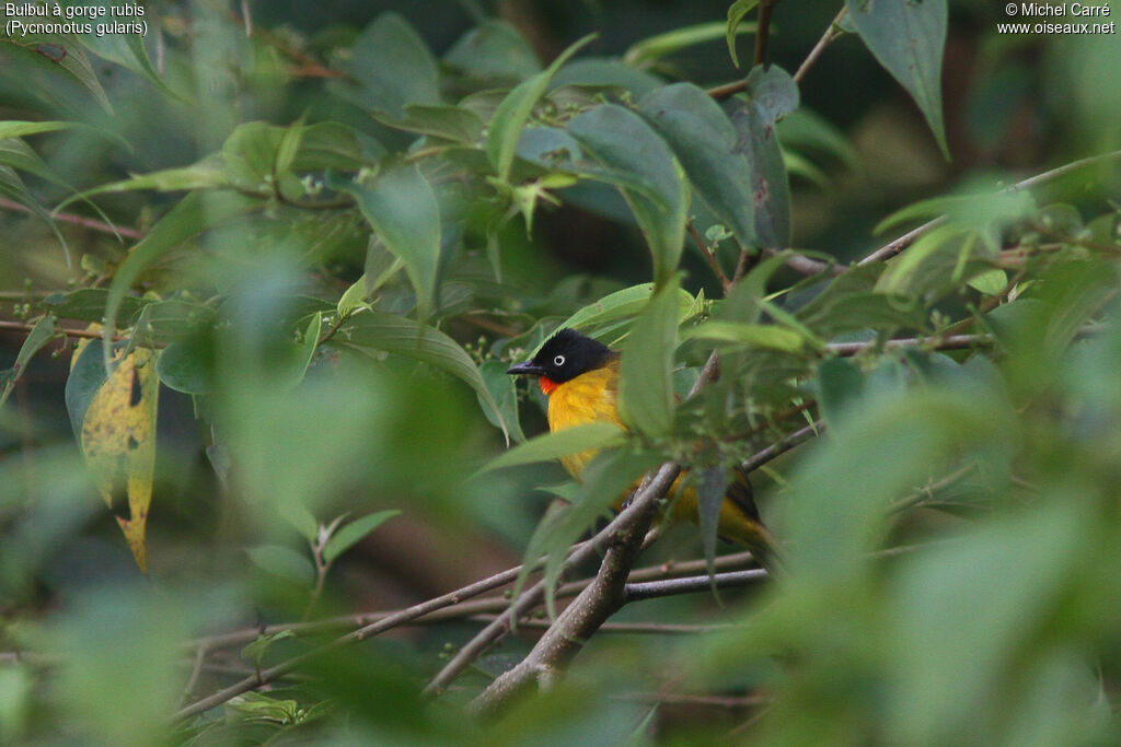 Bulbul à gorge rubisadulte