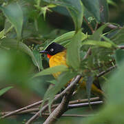 Flame-throated Bulbul