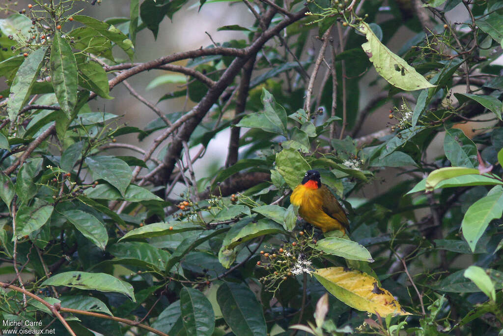 Flame-throated Bulbuladult, habitat, Behaviour