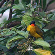 Bulbul à gorge rubis