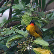 Flame-throated Bulbul