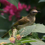 White-browed Bulbul