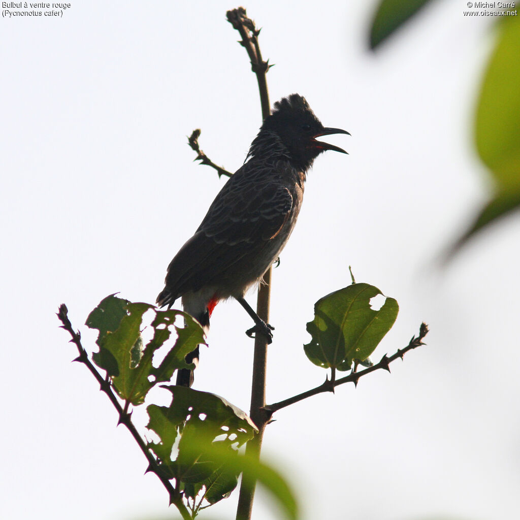 Bulbul à ventre rouge