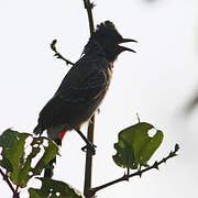 Red-vented Bulbul