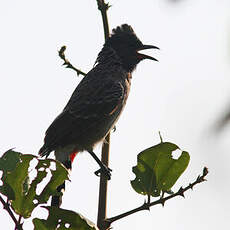 Bulbul à ventre rouge