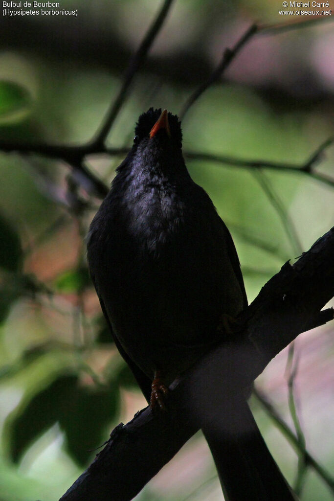 Bulbul de Bourbon