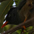 Bulbul de Bourbon