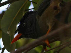 Bulbul de Bourbon