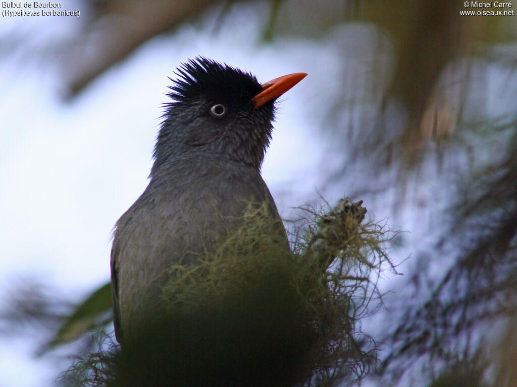 Bulbul de Bourbon