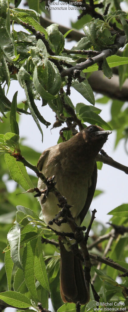 Bulbul des jardinsadulte, régime