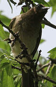 Bulbul des jardins