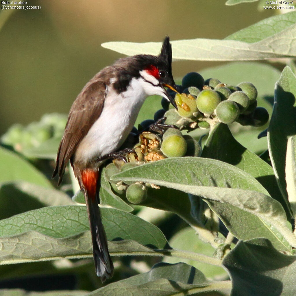 Bulbul orphée