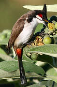 Red-whiskered Bulbul