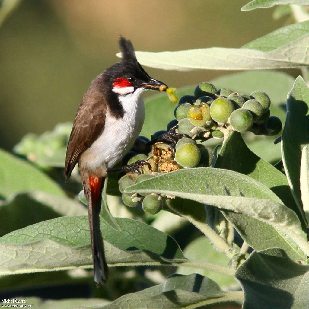 Bulbul orphéeadulte, régime, mange